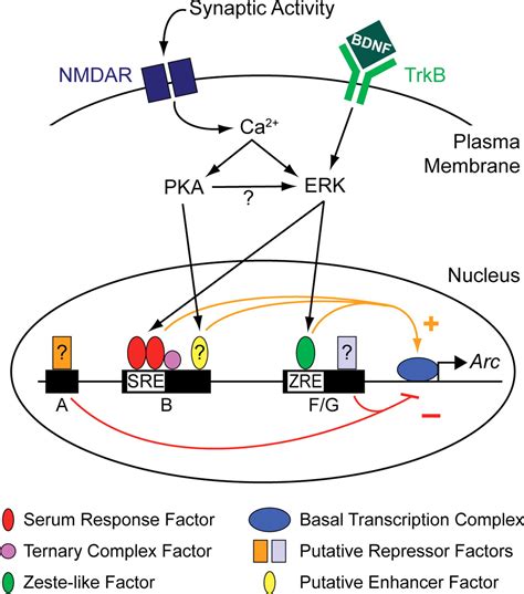 The Serum Response Factor And A Putative Novel Transcription Factor