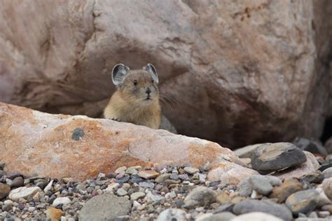 American Pika Images Browse 491 Stock Photos Vectors And Video