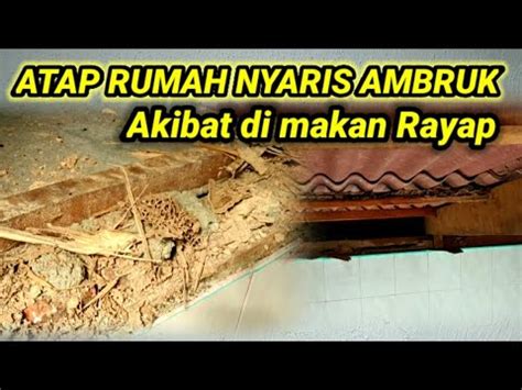 Atap Rumah Nyaris Ambruk Akibat Di Makan Rayap Anai Anai Youtube