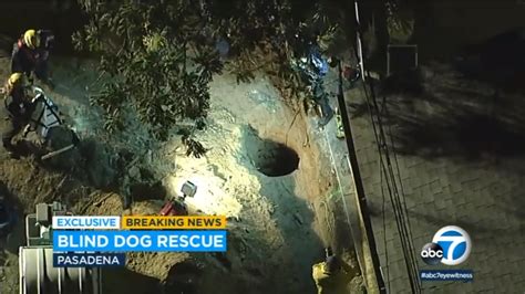 13 Year Old Blind California Dog Rescued After Falling Into 15 Foot