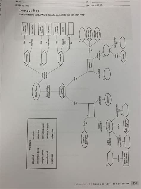 Solved Word Bank lamellae canaliculi Bone Tissue cancellous | Chegg.com