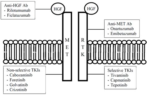 Diseases Free Full Text Clinical Development Of C Met Inhibition In