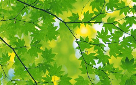 Green Leaves Desktop Wallpapers - Top Free Green Leaves Desktop ...