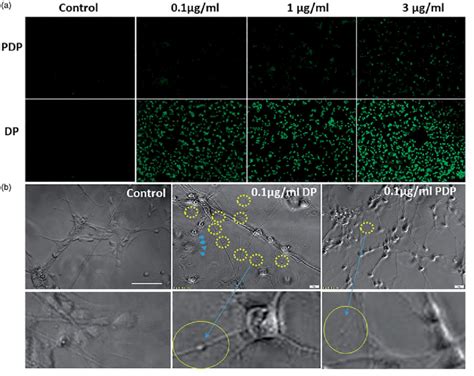 A Fluorescent Microscopic Images Of Ros Generation In Neural Cells