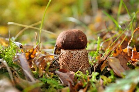 Premium Photo Closeup Leccinum Aurantiacum Mushroom In Autumn Forest