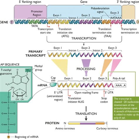 Schematic Presentation Of Gene Transcription MRNA Processing And