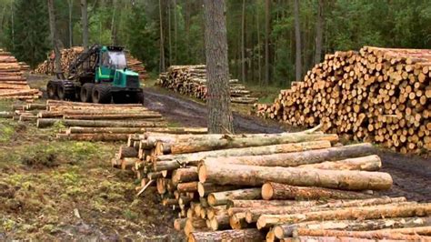 Acierto Y L Mites Del Sector Forestal El Montonero