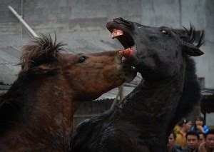 horse fighting faqs fund  horses