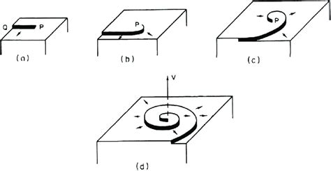 Development Of A Spiral During Surface Growth Controlled By Screw