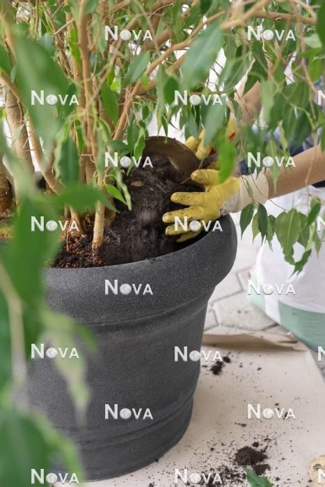 N Repotting Of Ficus Benjamina