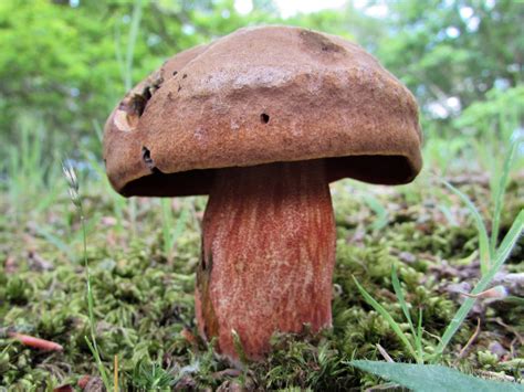 Scarletina Bolete