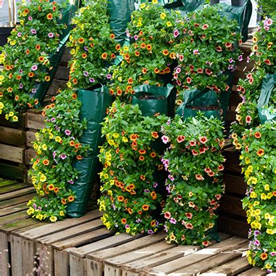 Mix Zomerbloeiers Mix Hangzak Tuinplanten DEN KREUPEL