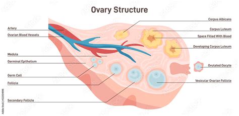 Female Reproductive System Anatomy Of Ovary And Follicle Ovum Maturing Stock Vector Adobe Stock