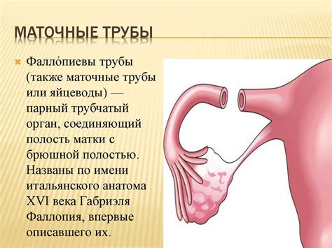 Размножение. Начало новой жизни - презентация онлайн