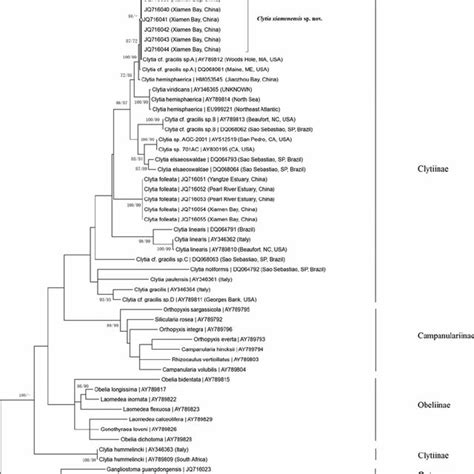 Maximum Likelihood ML Topology Based On 16S RRNA Bootstrap Values