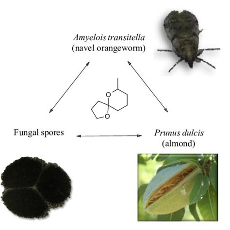 Pdf Semiochemicals To Monitor Insect Pests Future Opportunities For