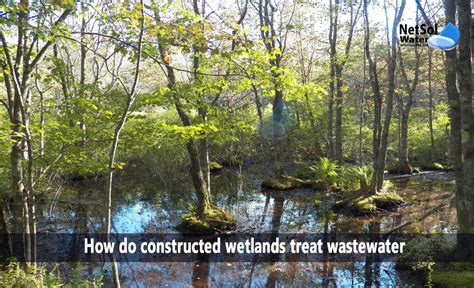 How Do Constructed Wetlands Treat Wastewater Netsol Water