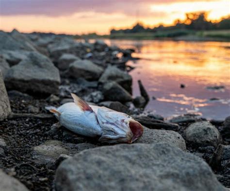 Odra zatruta Katastrofa na skalę dziesięciolecia Kilka miast