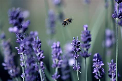 The Buzz Factor A Bee Is Never As Busy As It Seems Its Flickr