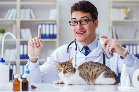 Explore Engaging Reads 4 Warning Signs Of Uti In Cats And Effective Remedies