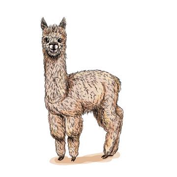 Alpaca Art Print Hand Drawn Animal Pencil Drawing A4 A5 ...