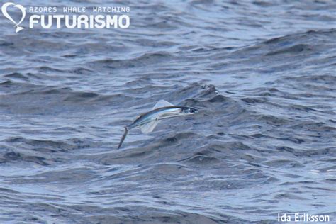 Flying Fish Fact Sheet Azores Whales