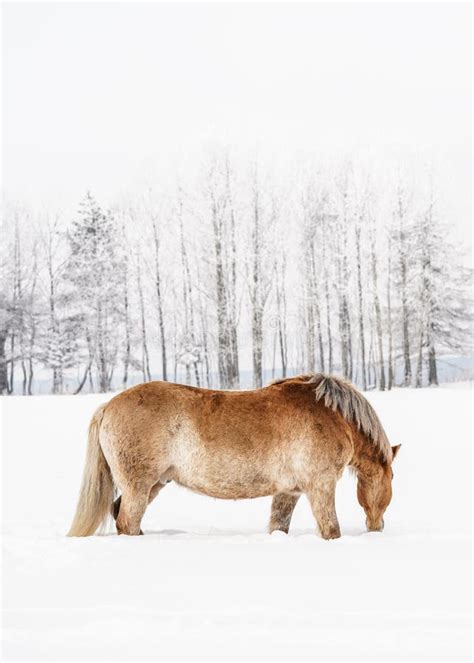 Light Brown Haflinger Horse Wading In Snow Covered Winter Field