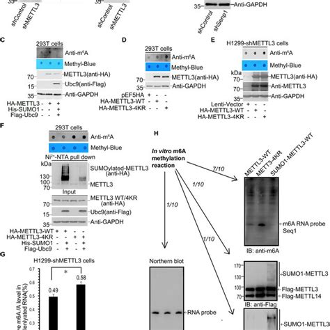 SUMOylation Of METTL3 Does Not Influence Its Stability Localization Or