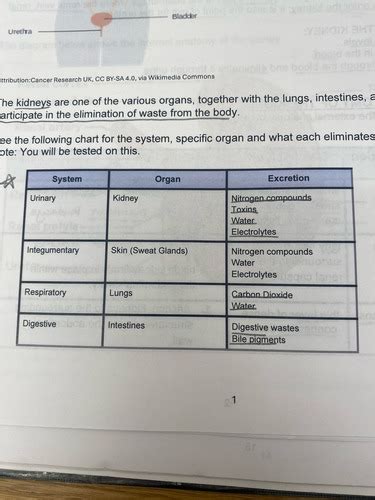 Anatomy 3 Packet 2 Urinary System Flashcards Quizlet