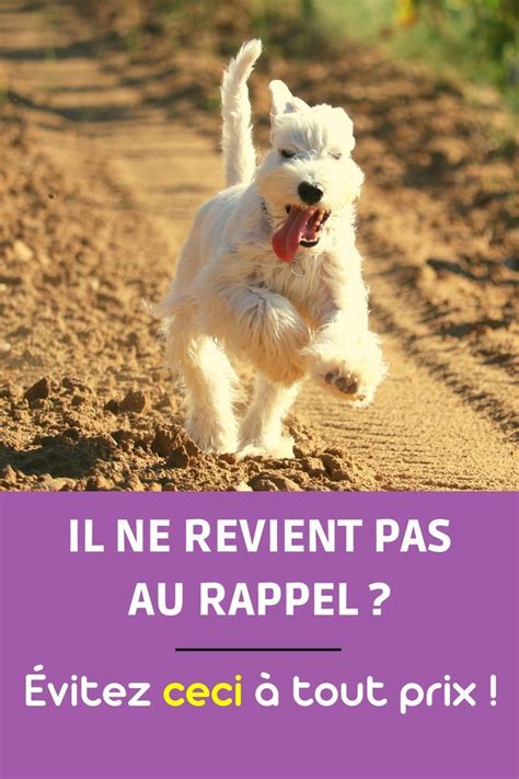 Apprendre le rappel la chose à ne pas faire pour que votre chien