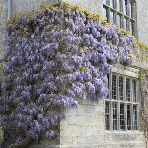Buy Chinese Wisteria Wisteria Sinensis £799 Delivery By Crocus