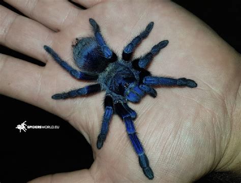 Pterinopelma Sazimai 15cm Iridescent Blue Tarantula