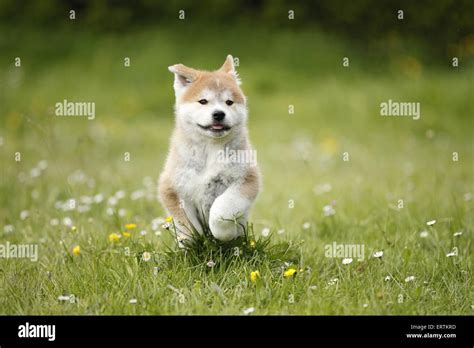 Akita Inu puppy Stock Photo - Alamy