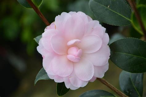 9 Tipos Y Variedades De Camelias Increíbles Para Tu Jardín Sembrar100