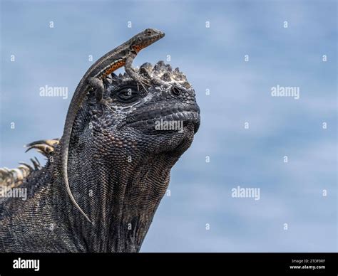 Galapagos Marine Iguana Amblyrhynchus Cristatus Galapagos Lava