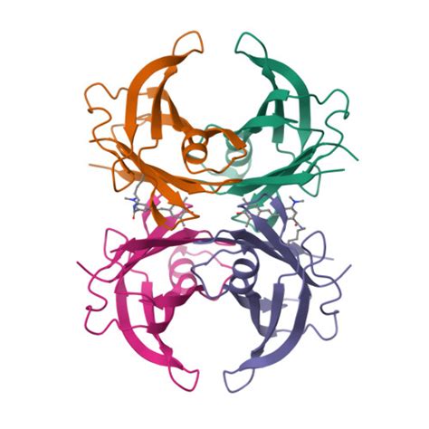 Rcsb Pdb Ve Human Transthyretin Covalently Modified With A