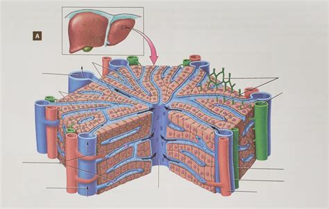 Microscopic Anatomy Of The Liver Anatomy Reading Source