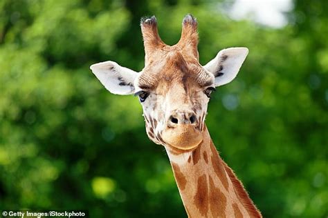 How Giraffes Stop Fighter Pilots From Blacking Out New Book Reveals