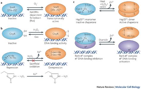 Microbial Ros Receptors A The Soxr Transcription Factor Regulates The Download Scientific