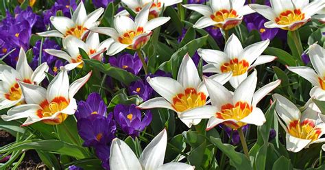 How To Naturalize Spring Bulbs In The Landscape Gardeners Path