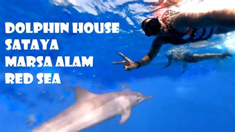 Dolphin House Sataya Marsa Alam Gorpo 2020 بيت الدولفين سطايح مرسي علم