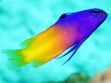 Fairy Basslet Gramma Loreto Nassau Bahamas Photo 2 Tropical Reefs