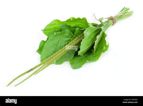 Medicinal plant. Plantain Stock Photo - Alamy