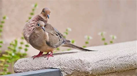 How To Keep Birds Off Front Porch Storables