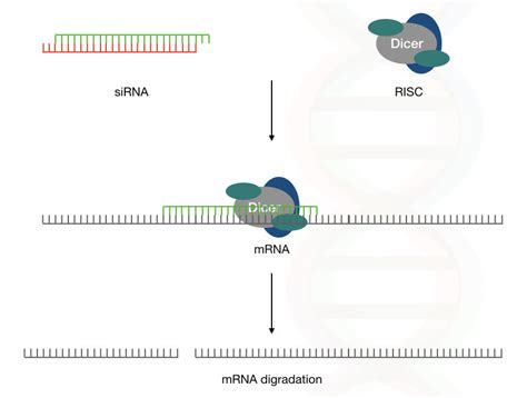 Sirna Small Interfering Rna Structure And Function