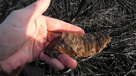 Fossils Tin Can Beach Saint John NB Feb 20 2019 Maritime Archaic Stone