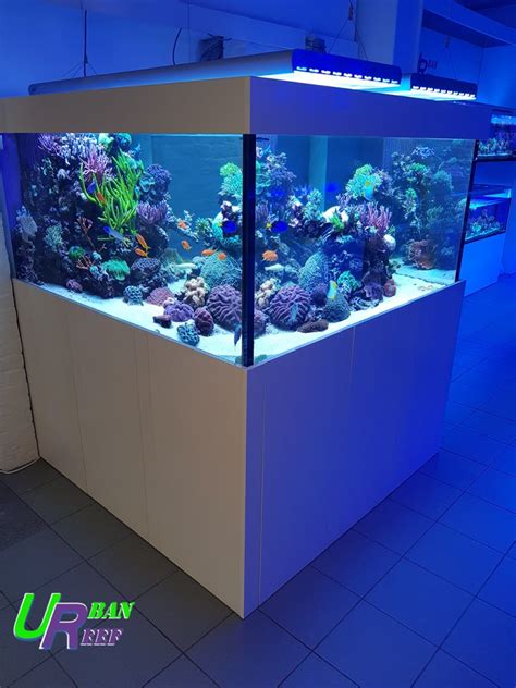 Aquarium R Cifal Chez Urban Reef Corals L R Cifal News