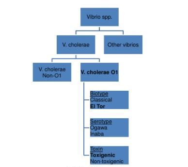 Vibrio Introduction Morphology Culture Characteristics Pathogenesis