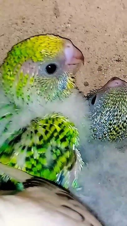 Budgies Parrots 💙 ️💕😍💕😍 Yearofyou Rabbit Lovebird Cuterabbit Bird