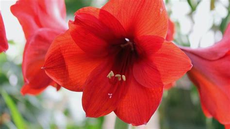 Hibiscus Pests And Diseases What You Have To Know